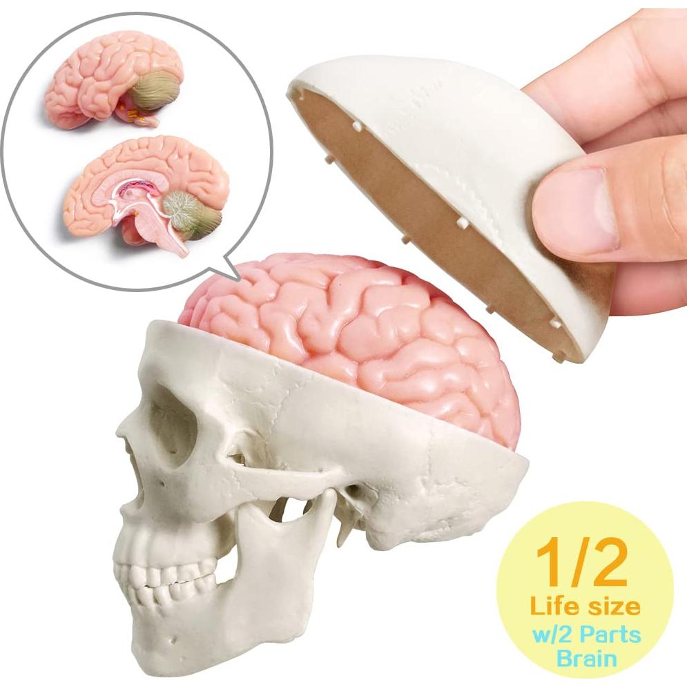 Modelo Anatómico Cuerpo Humano EVOTECH 4 Piezas Educativas