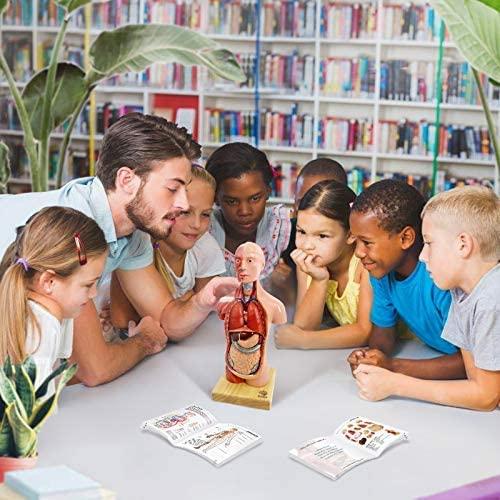 Modelo Anatómico Cuerpo Humano EVOTECH 4 Piezas Educativas