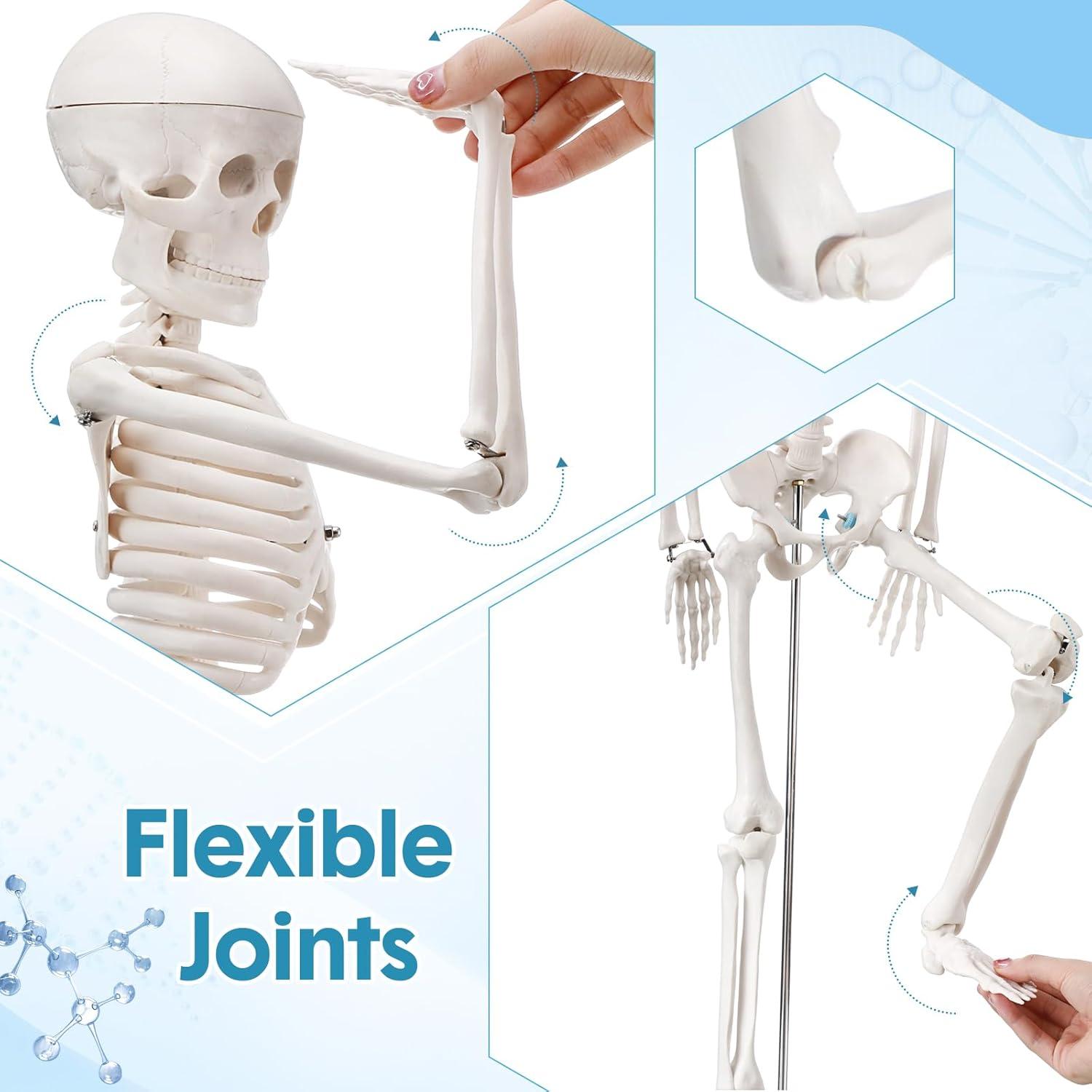 Esqueleto Humano Briwooody 84.8 cm con Base Móvil para Estudio