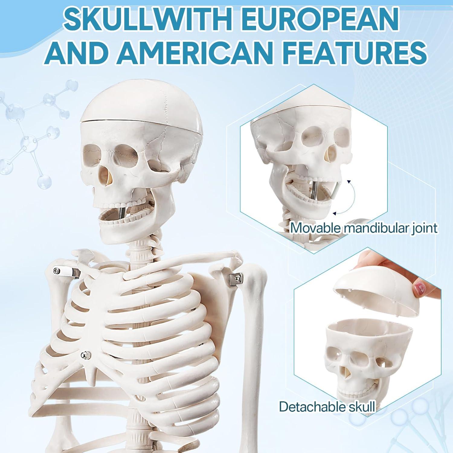 Esqueleto Humano Briwooody 84.8 cm con Base Móvil para Estudio