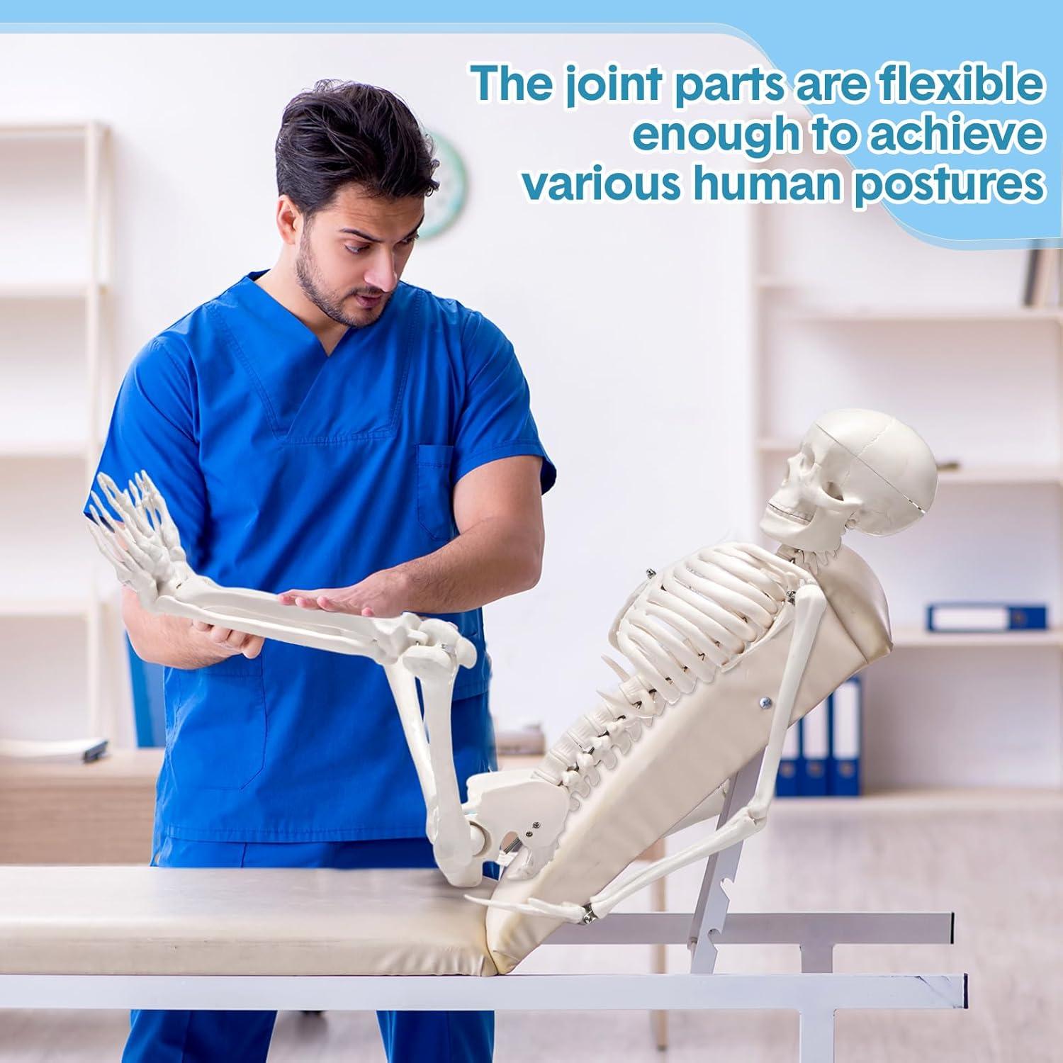 Esqueleto Humano Briwooody 84.8 cm con Base Móvil para Estudio