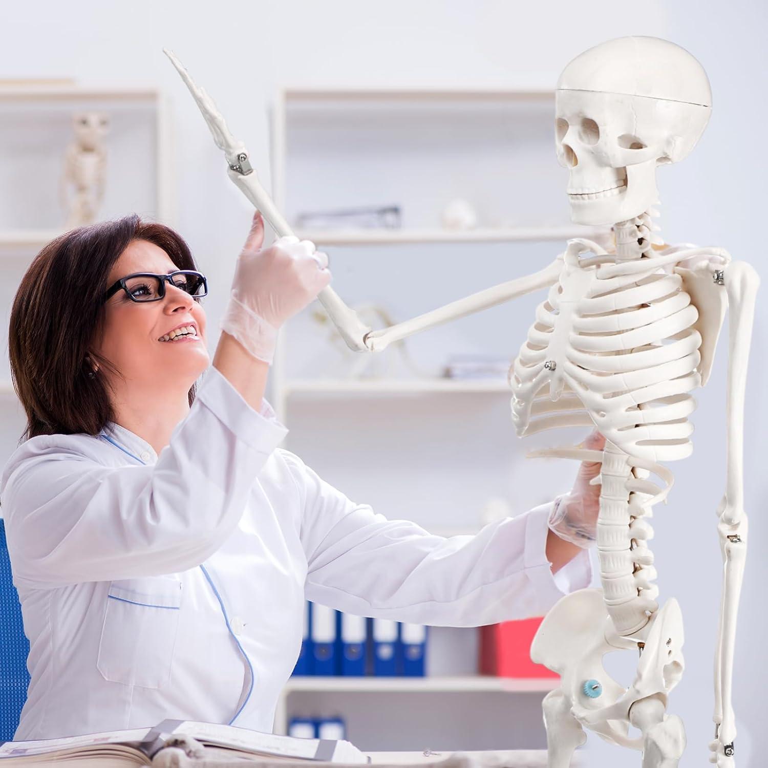 Esqueleto Humano Briwooody 84.8 cm con Base Móvil para Estudio