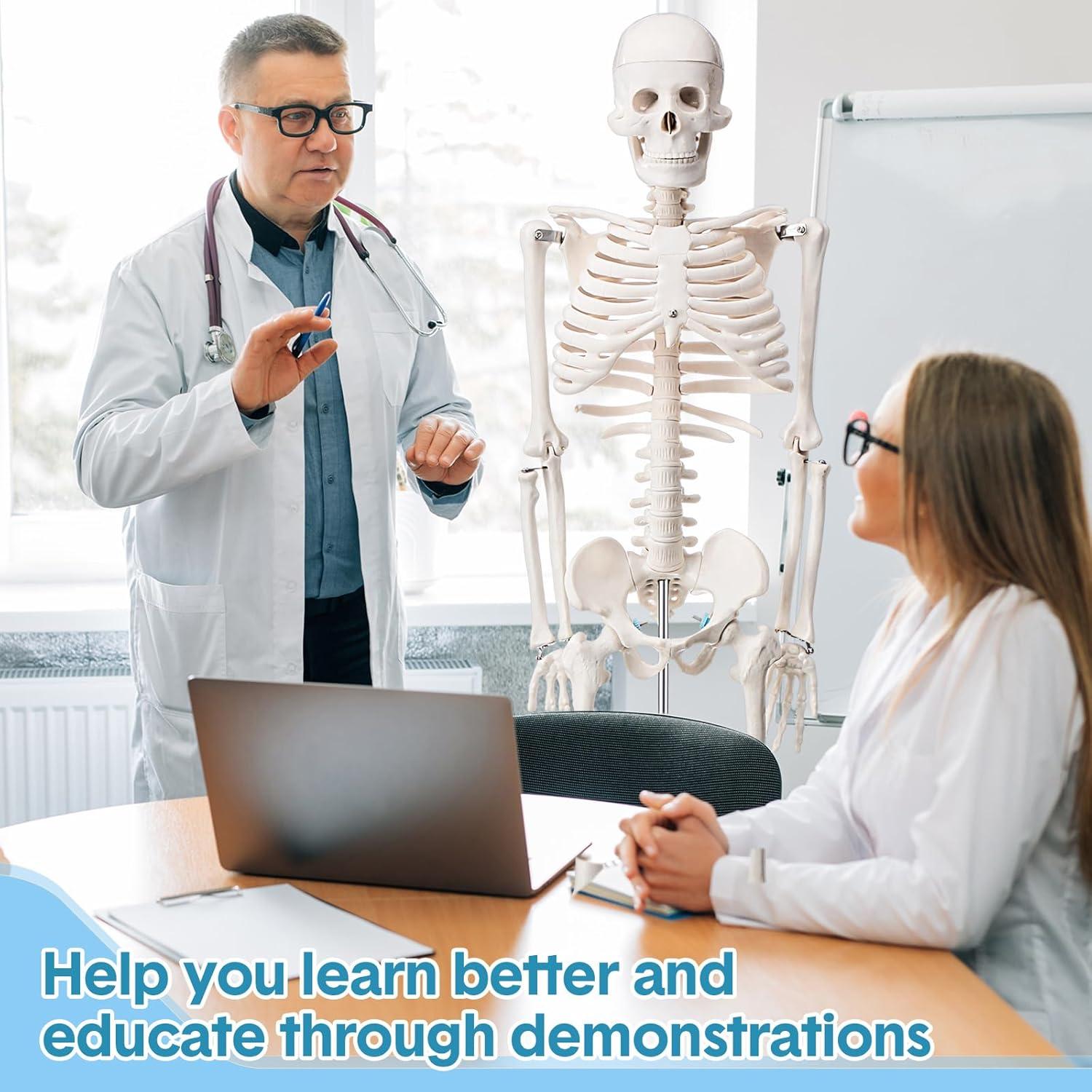 Esqueleto Humano Briwooody 84.8 cm con Base Móvil para Estudio