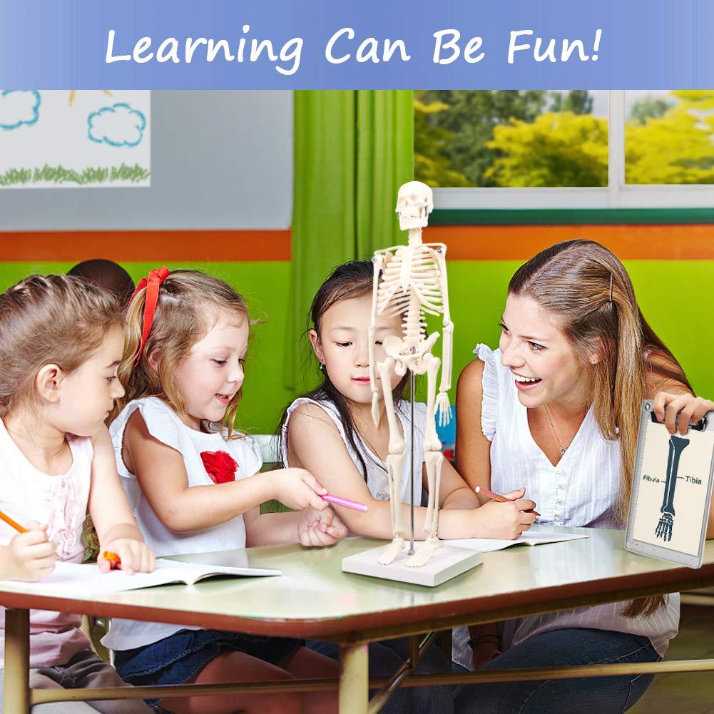 Mini Esqueleto Humano EVOTECH SCIENTIFIC 44.96 cm para Educación