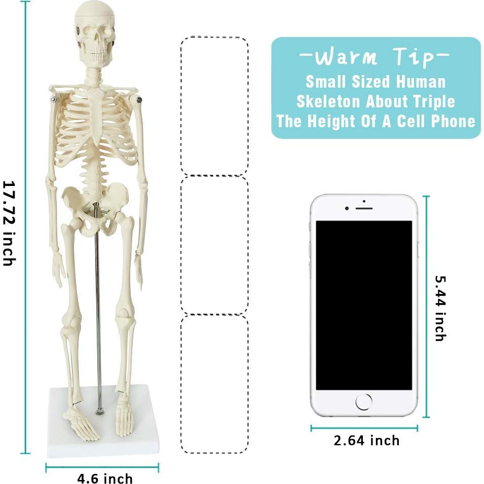 Mini Esqueleto Humano EVOTECH SCIENTIFIC 44.96 cm para Educación