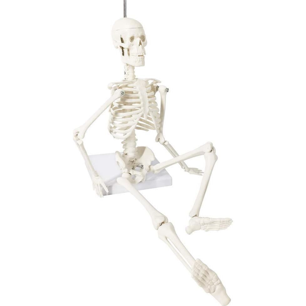 Mini Esqueleto Humano EVOTECH SCIENTIFIC 44.96 cm para Educación