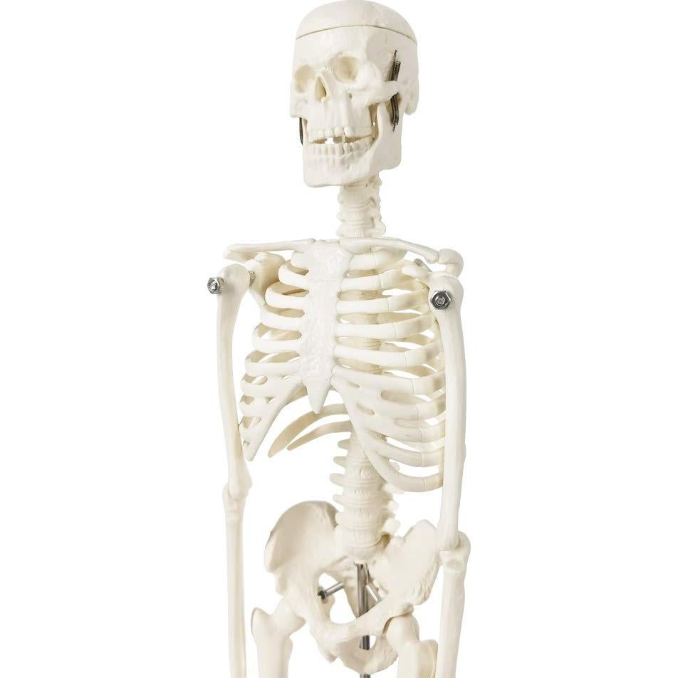 Mini Esqueleto Humano EVOTECH SCIENTIFIC 44.96 cm para Educación