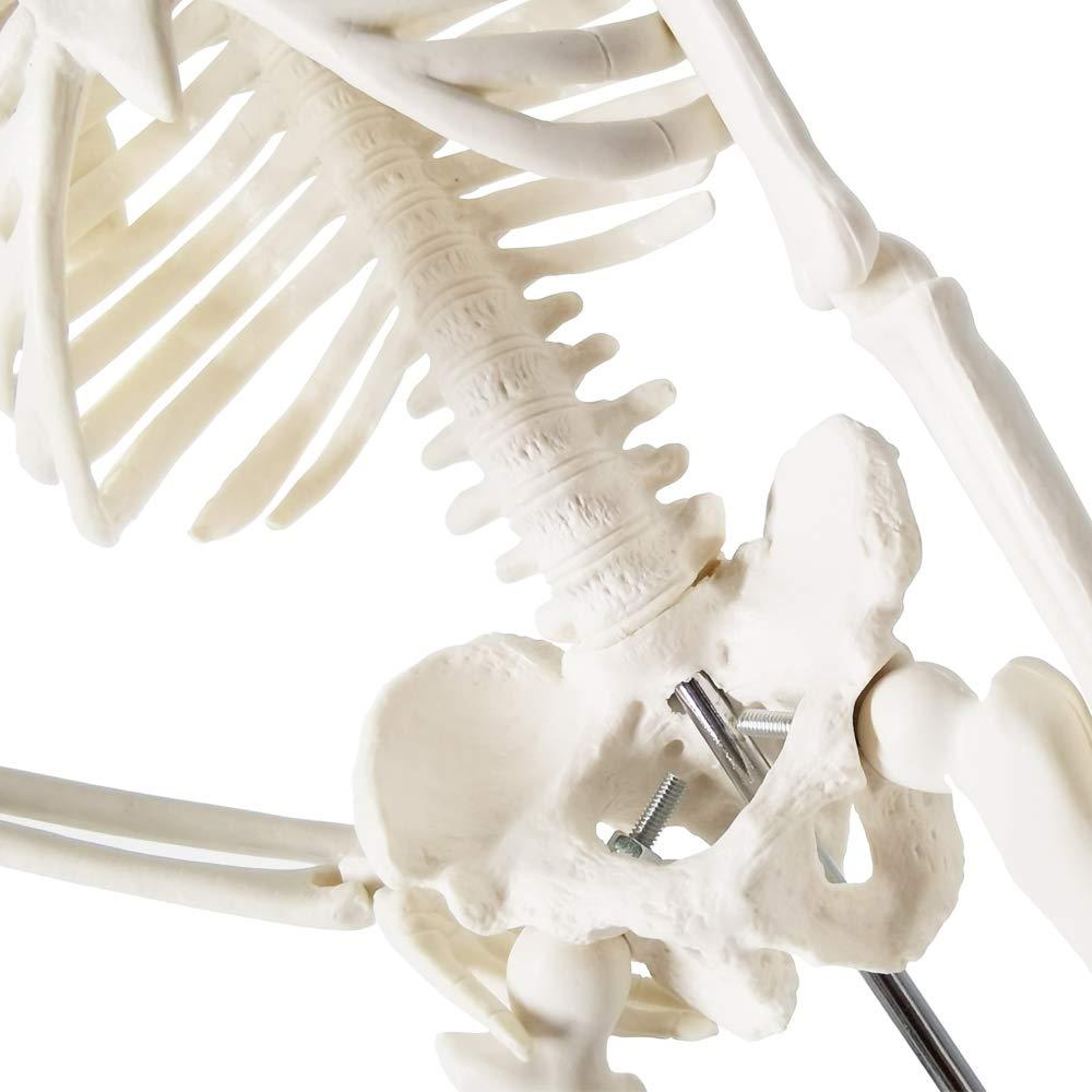 Mini Esqueleto Humano EVOTECH SCIENTIFIC 44.96 cm para Educación