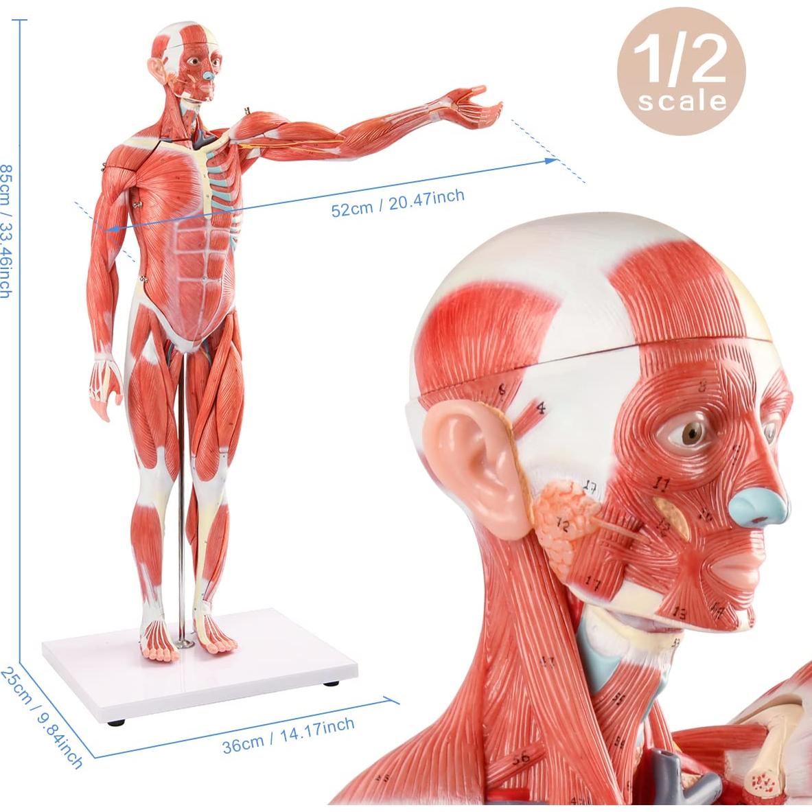 Modelo Muscular y Órgano Humano EVOTECH 27 Partes 1/2 Escala