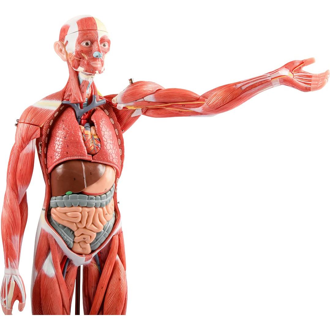 Modelo Muscular y Órgano Humano EVOTECH 27 Partes 1/2 Escala