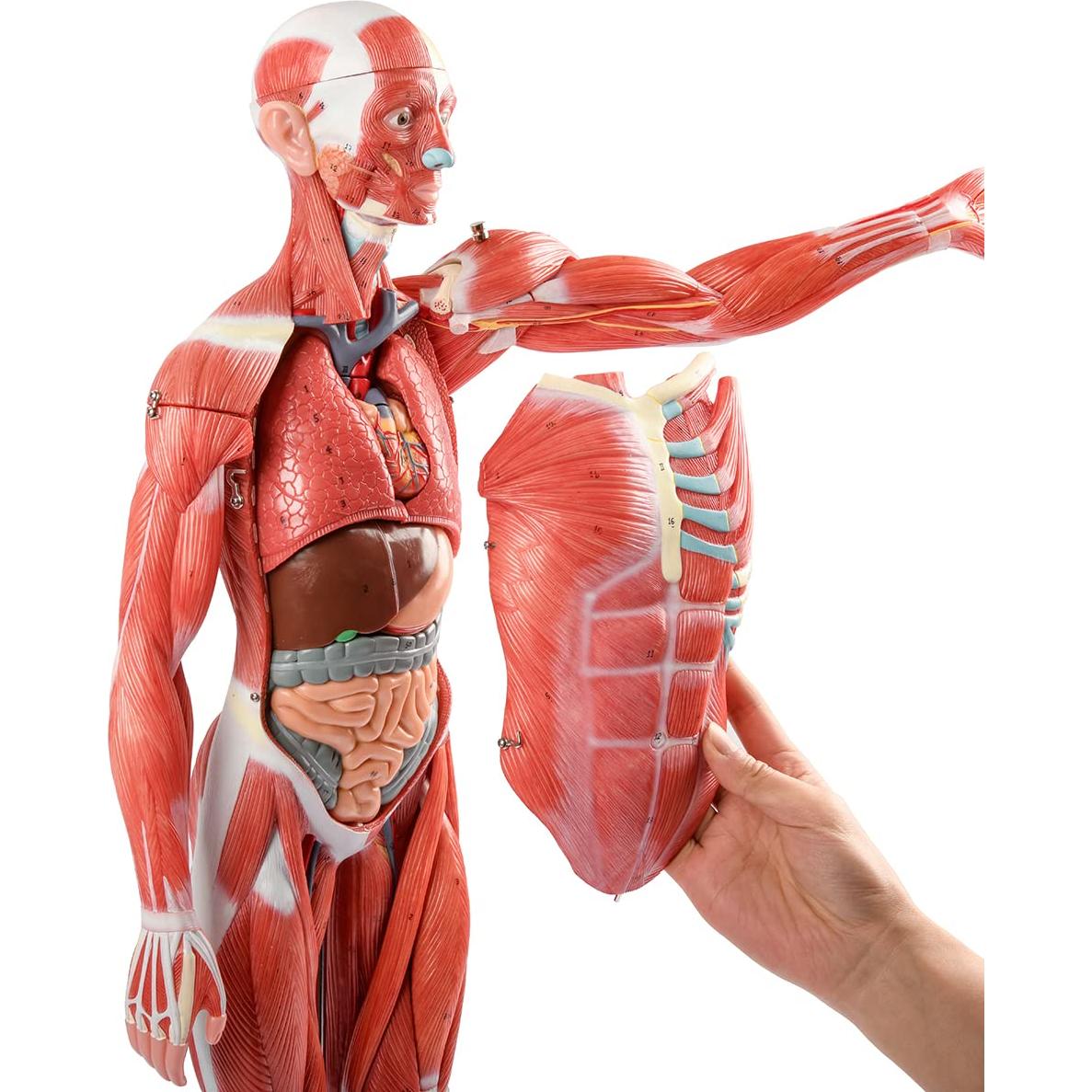 Modelo Muscular y Órgano Humano EVOTECH 27 Partes 1/2 Escala