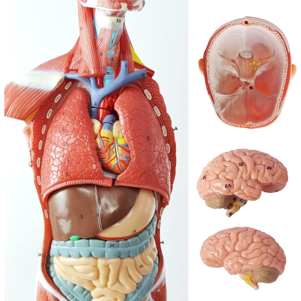 Modelo Muscular y Órgano Humano EVOTECH 27 Partes 1/2 Escala