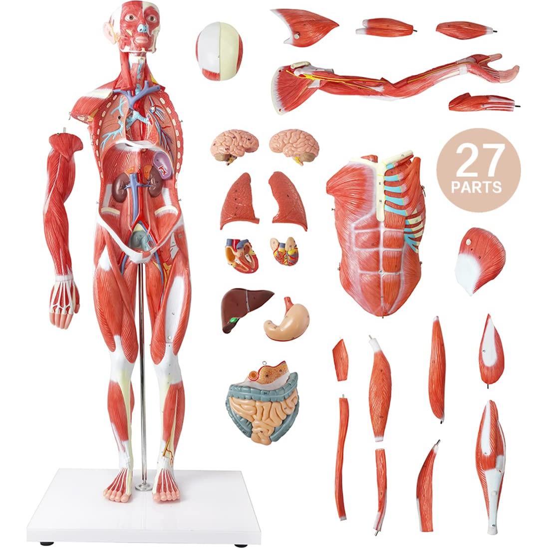 Modelo Muscular y Órgano Humano EVOTECH 27 Partes 1/2 Escala