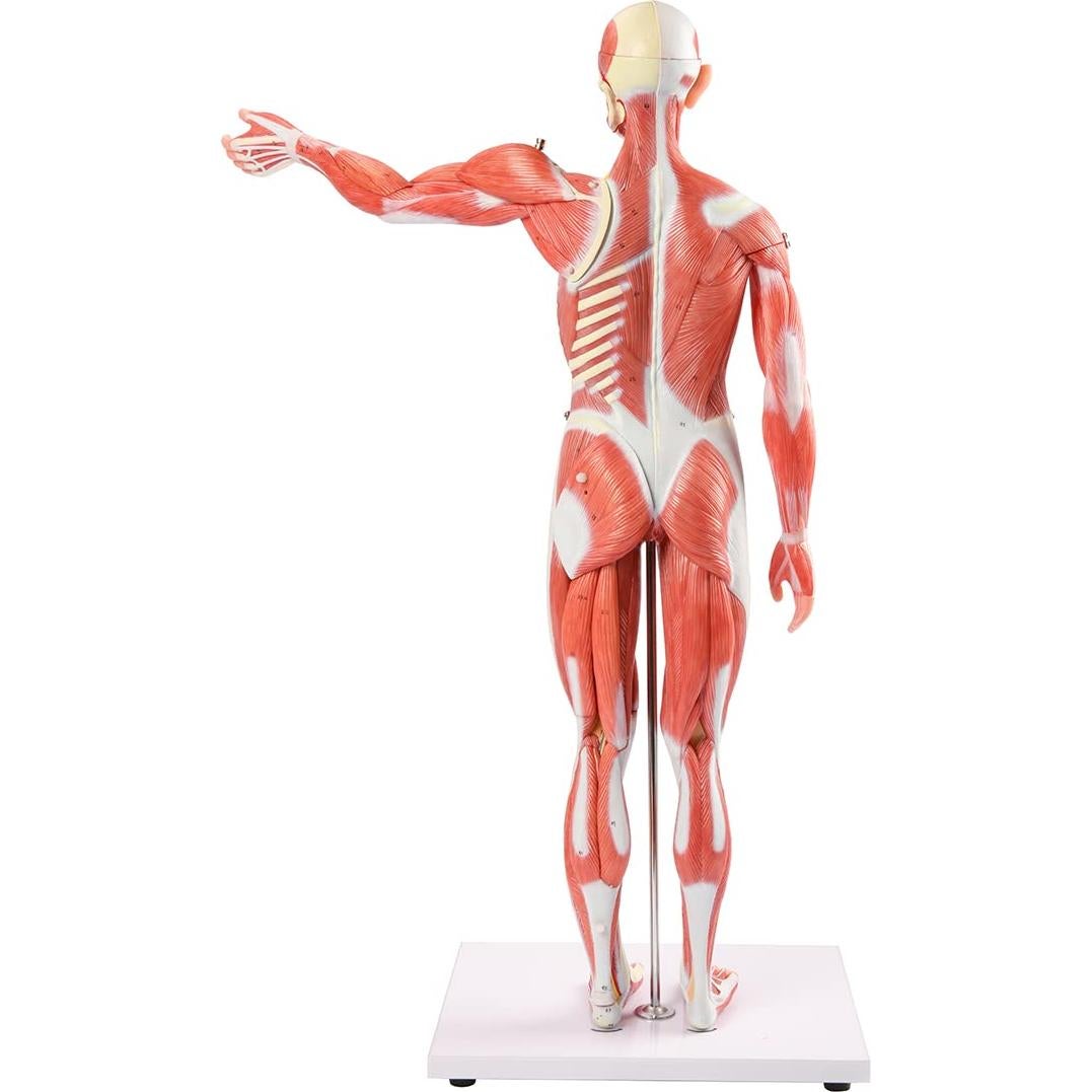 Modelo Muscular y Órgano Humano EVOTECH 27 Partes 1/2 Escala