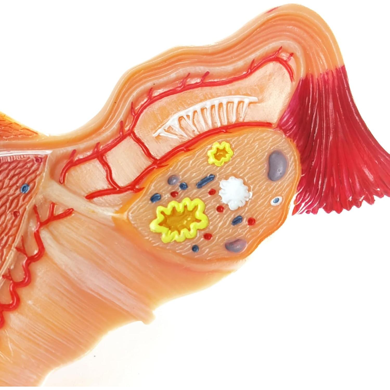 Modelo Anatómico Utero y Ovario Humano Merinden Realista