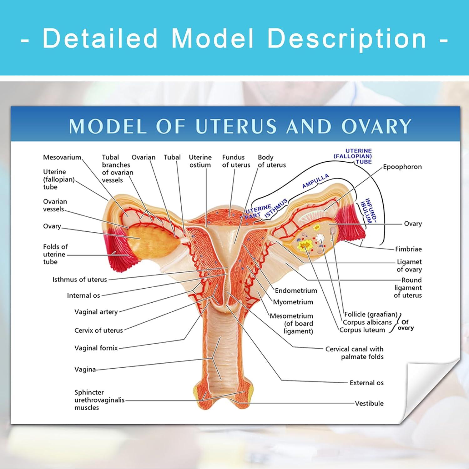 Modelo Anatómico Utero y Ovario Humano Merinden Realista