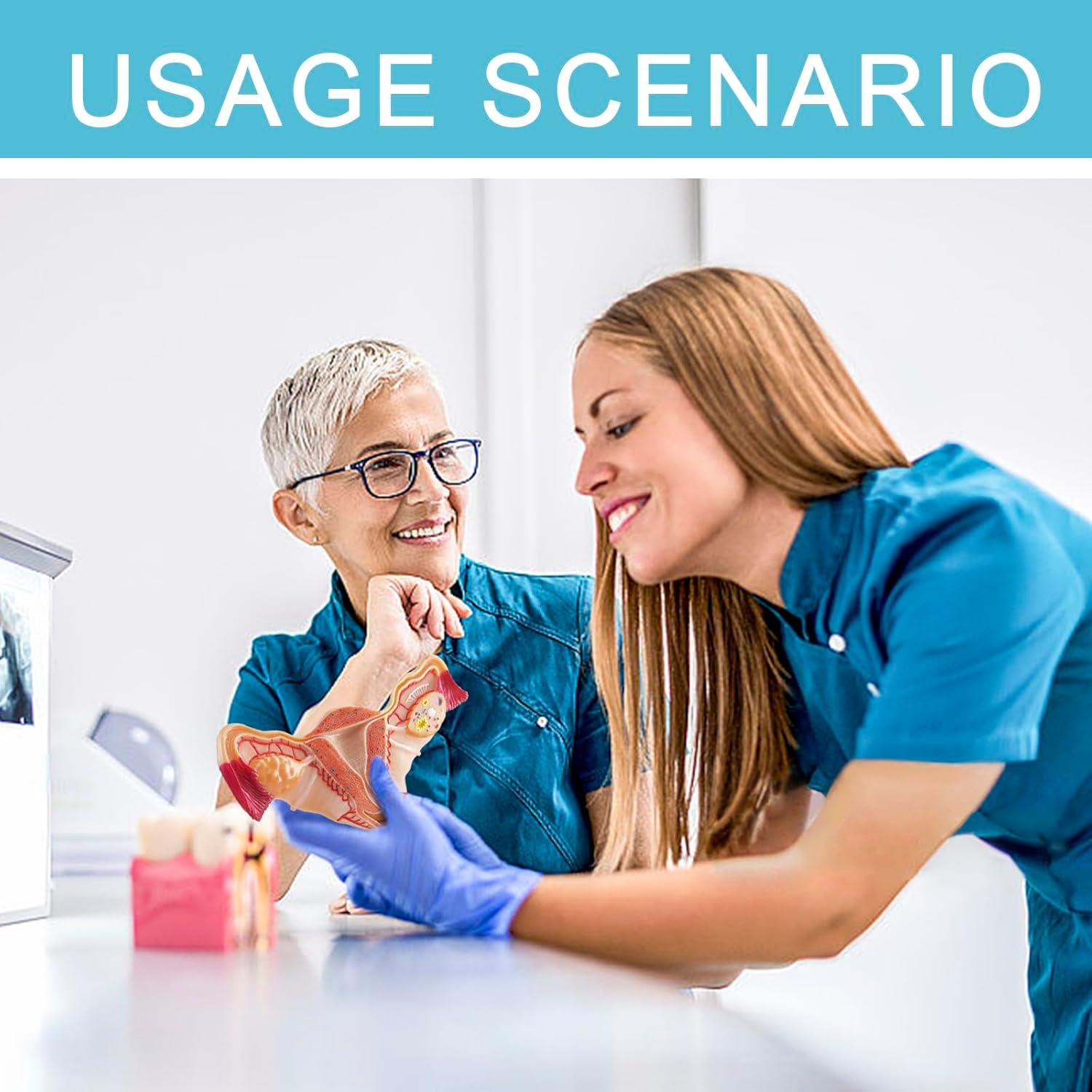 Modelo Anatómico Utero y Ovario Humano Merinden Realista