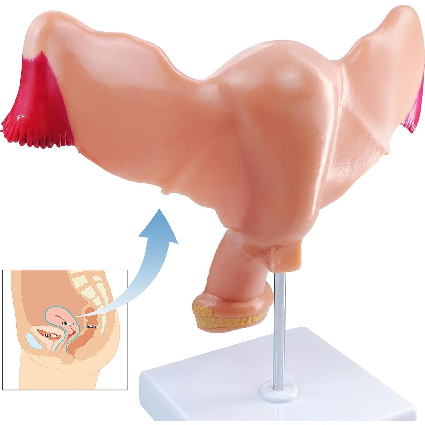 Modelo Anatómico Utero y Ovario Humano Merinden Realista
