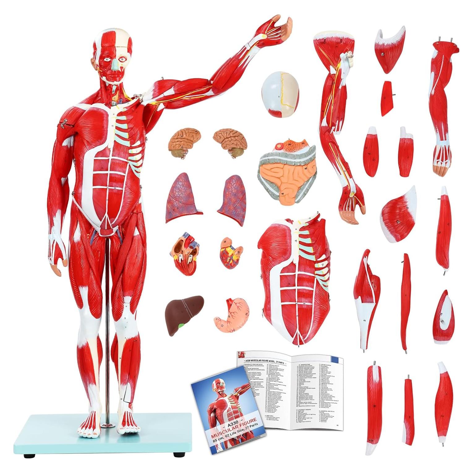 Modelo Anatómico Muscular JNMFTD 27 Partes 81 cm Removibles