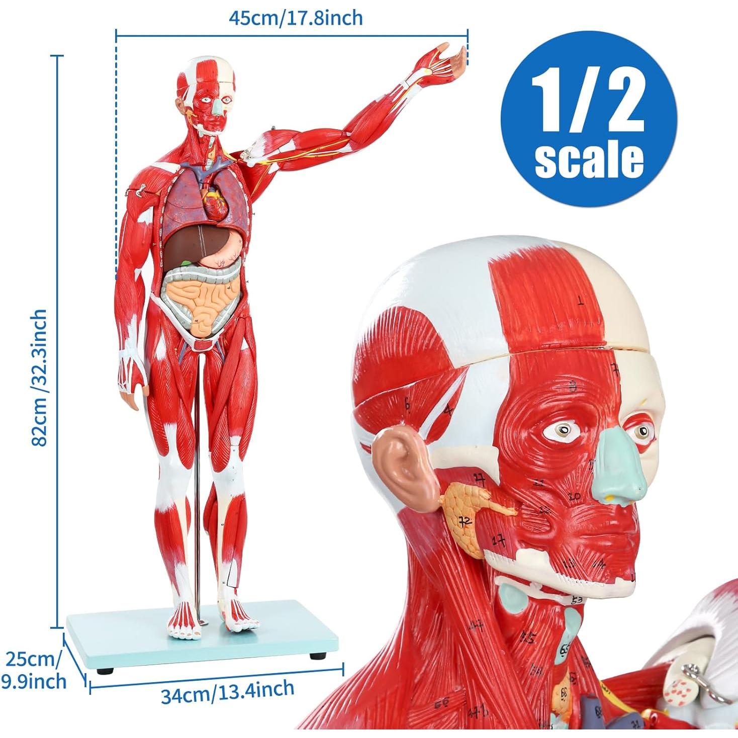 Modelo Anatómico Muscular JNMFTD 27 Partes 81 cm Removibles
