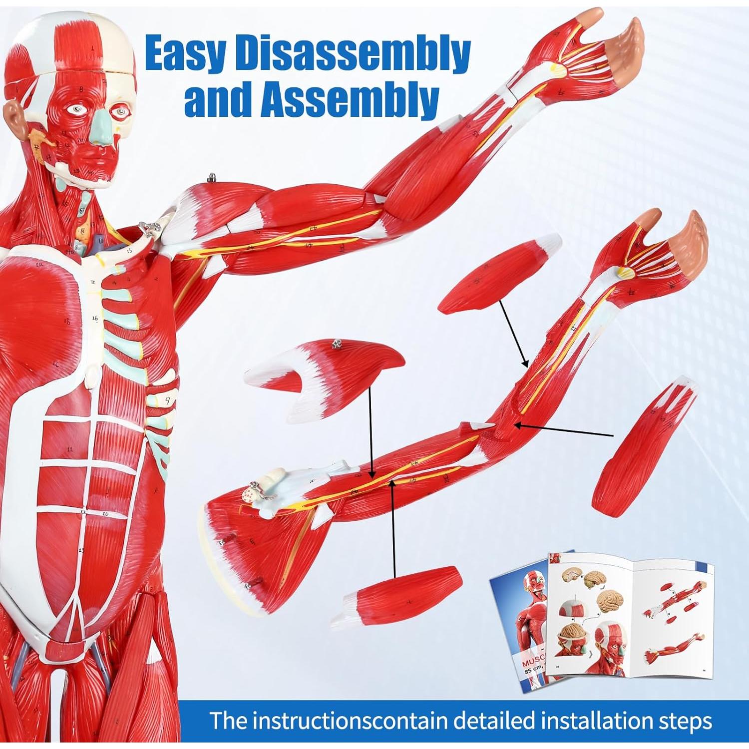 Modelo Anatómico Muscular JNMFTD 27 Partes 81 cm Removibles