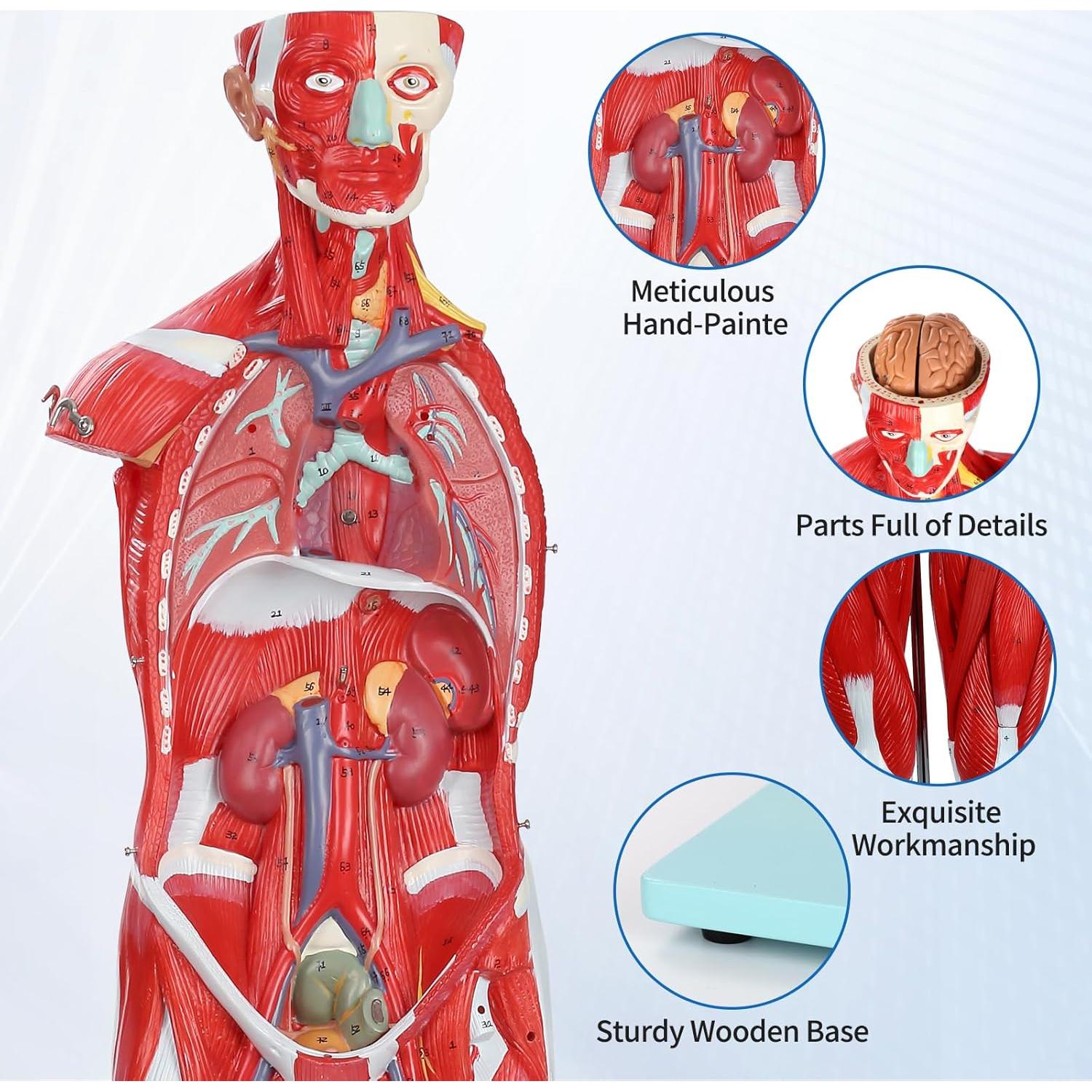 Modelo Anatómico Muscular JNMFTD 27 Partes 81 cm Removibles