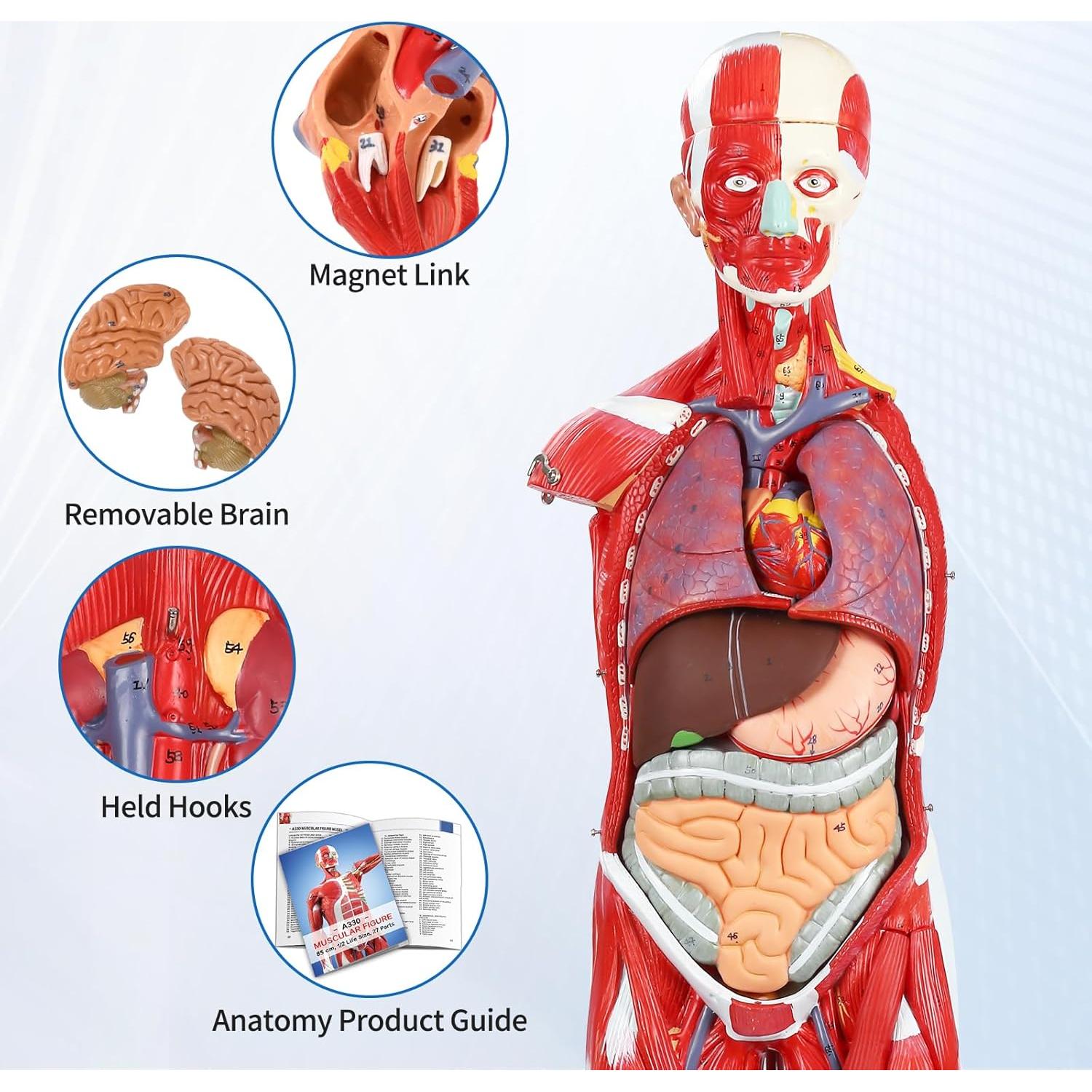 Modelo Anatómico Muscular JNMFTD 27 Partes 81 cm Removibles