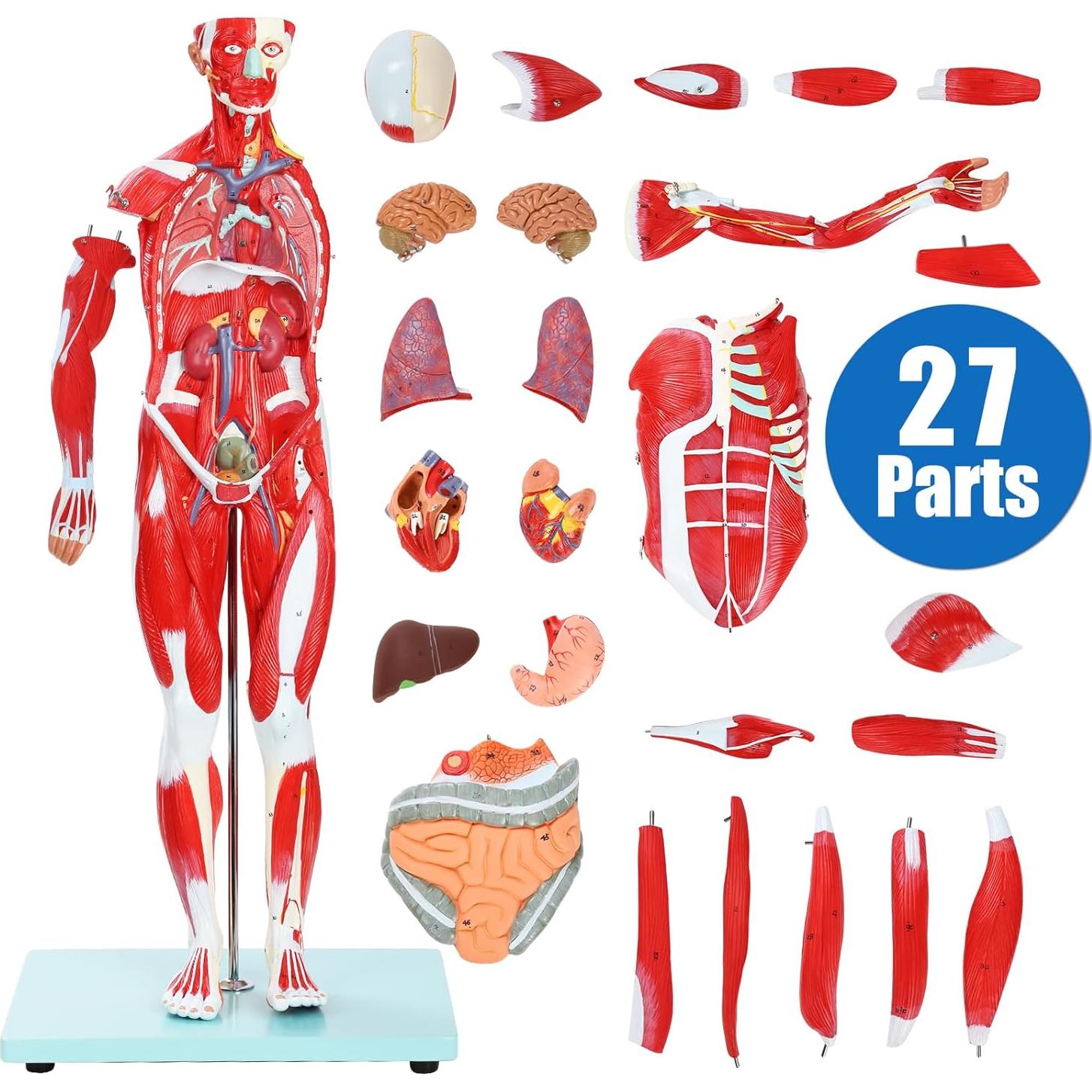 Modelo Anatómico Muscular JNMFTD 27 Partes 81 cm Removibles