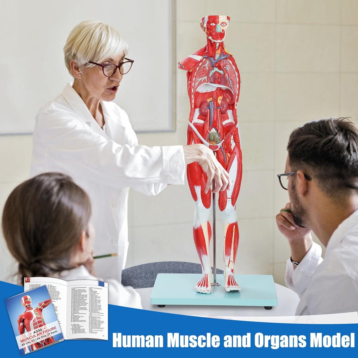 Modelo Anatómico Muscular JNMFTD 27 Partes 81 cm Removibles