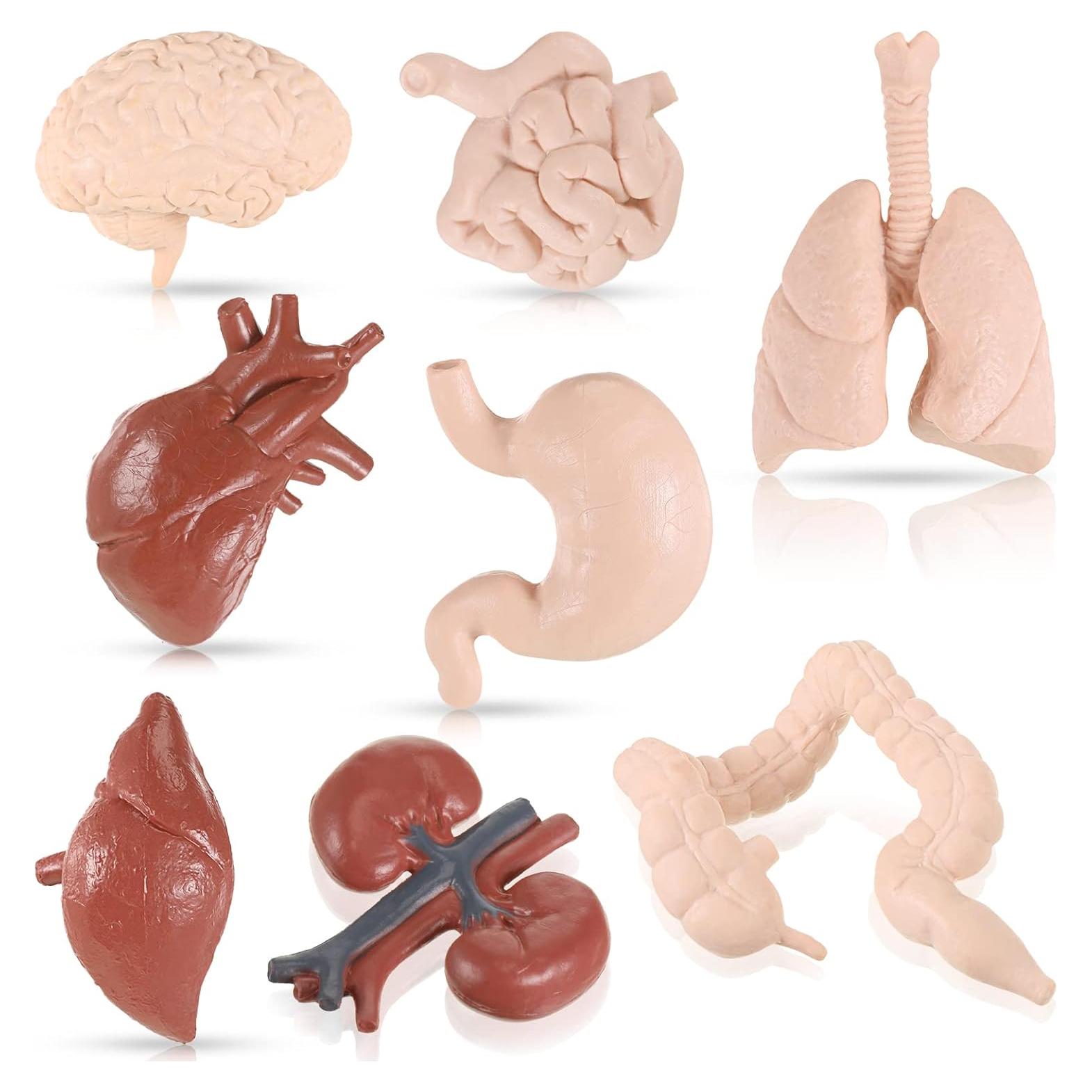 Conjunto de Modelos del Cuerpo Humano Yinkin 8 Pcs PVC