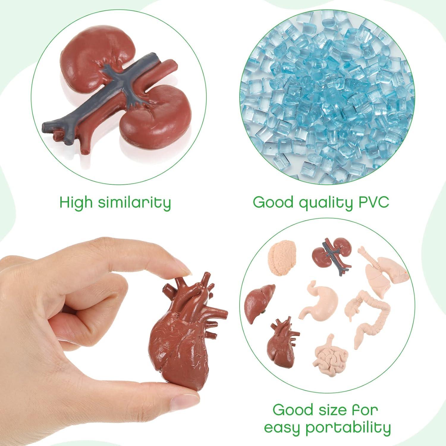 Conjunto de Modelos del Cuerpo Humano Yinkin 8 Pcs PVC