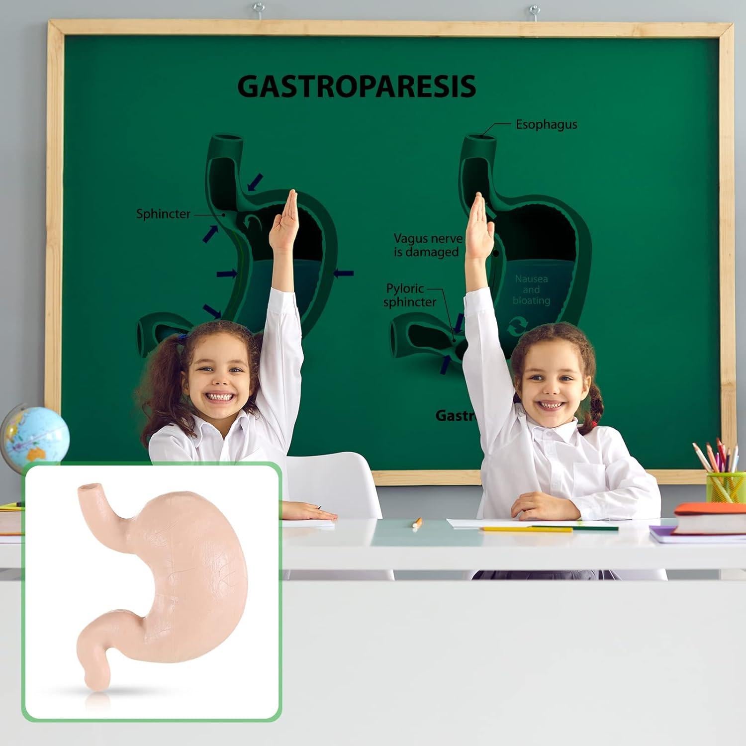 Conjunto de Modelos del Cuerpo Humano Yinkin 8 Pcs PVC