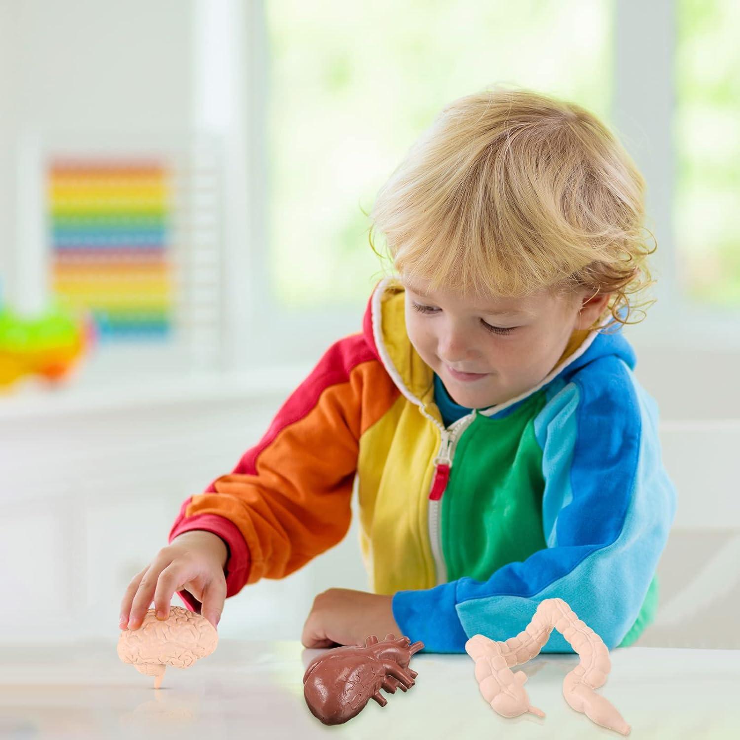 Conjunto de Modelos del Cuerpo Humano Yinkin 8 Pcs PVC