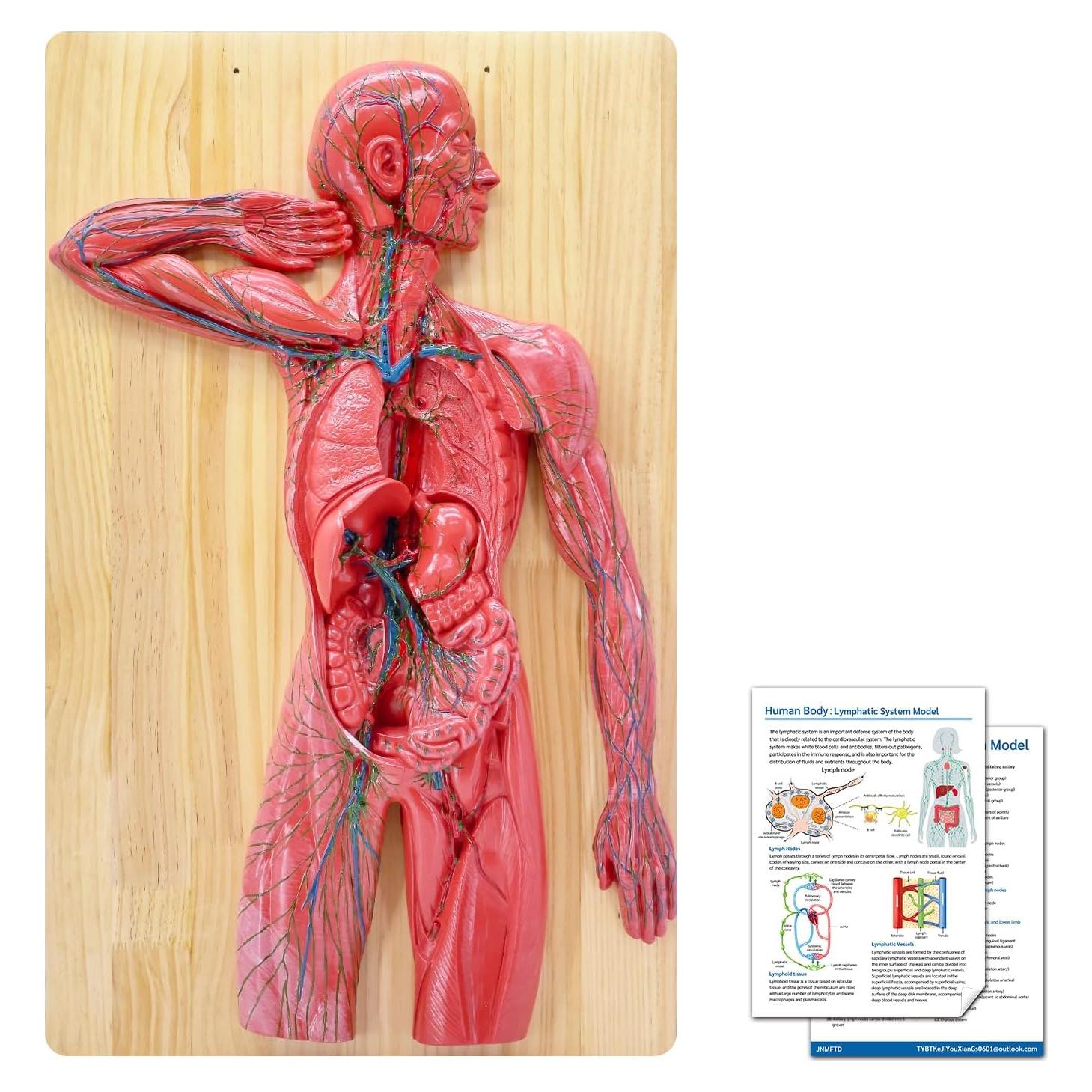 Modelo Anatómico del Sistema Linfático Humano JNMFTD 1/2 Tamaño Real
