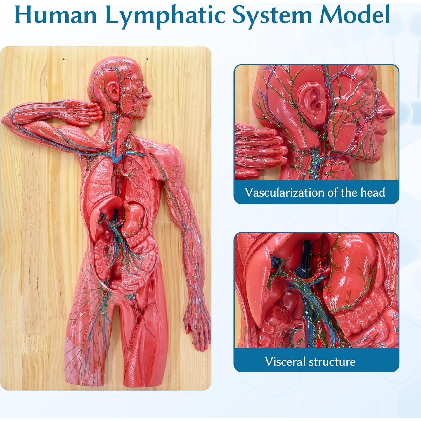 Modelo Anatómico del Sistema Linfático Humano JNMFTD 1/2 Tamaño Real