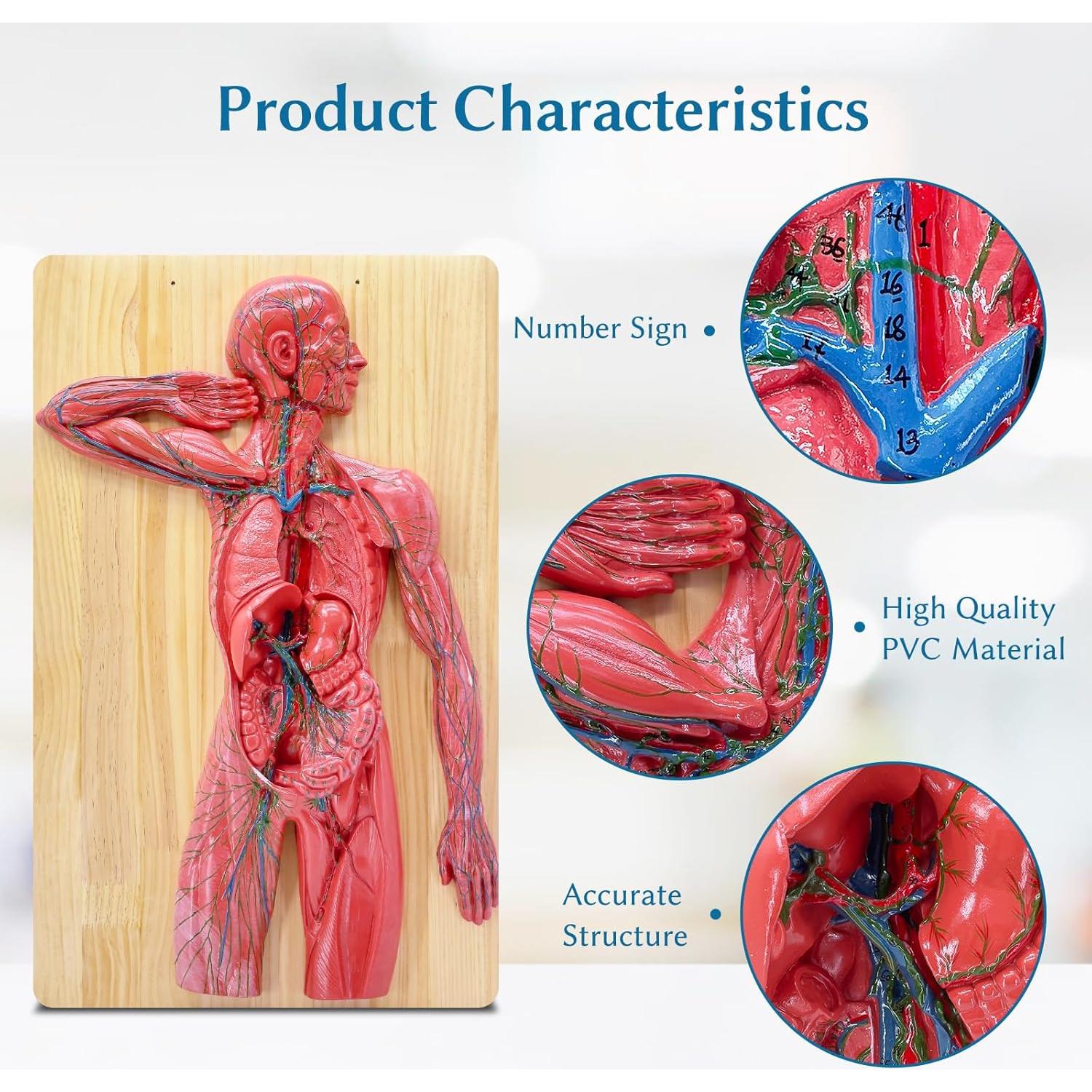 Modelo Anatómico del Sistema Linfático Humano JNMFTD 1/2 Tamaño Real