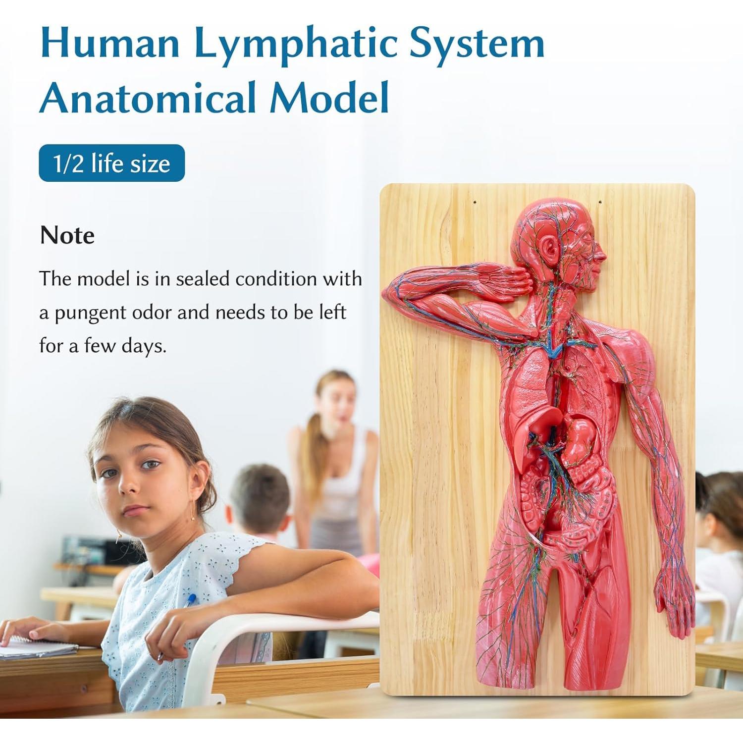 Modelo Anatómico del Sistema Linfático Humano JNMFTD 1/2 Tamaño Real