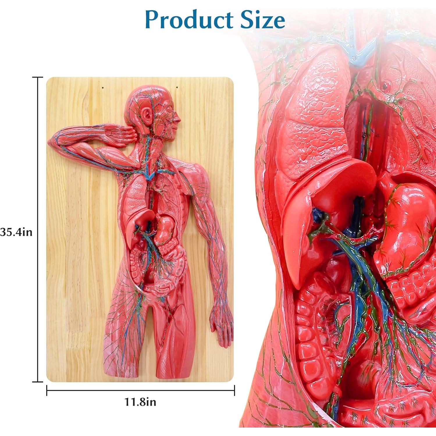 Modelo Anatómico del Sistema Linfático Humano JNMFTD 1/2 Tamaño Real