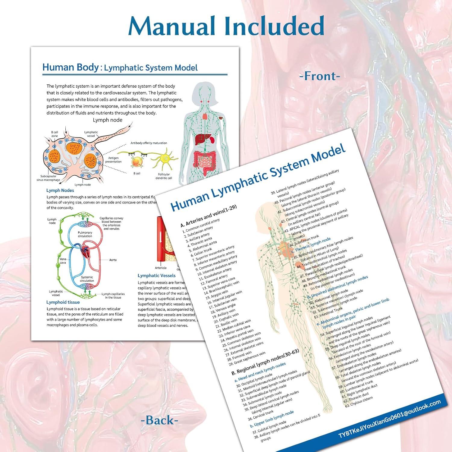 Modelo Anatómico del Sistema Linfático Humano JNMFTD 1/2 Tamaño Real