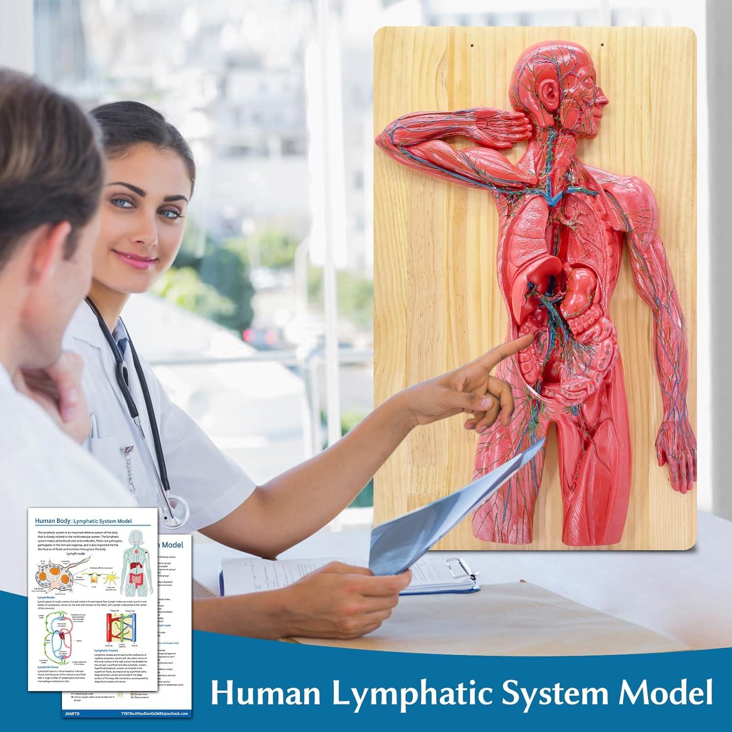 Modelo Anatómico del Sistema Linfático Humano JNMFTD 1/2 Tamaño Real