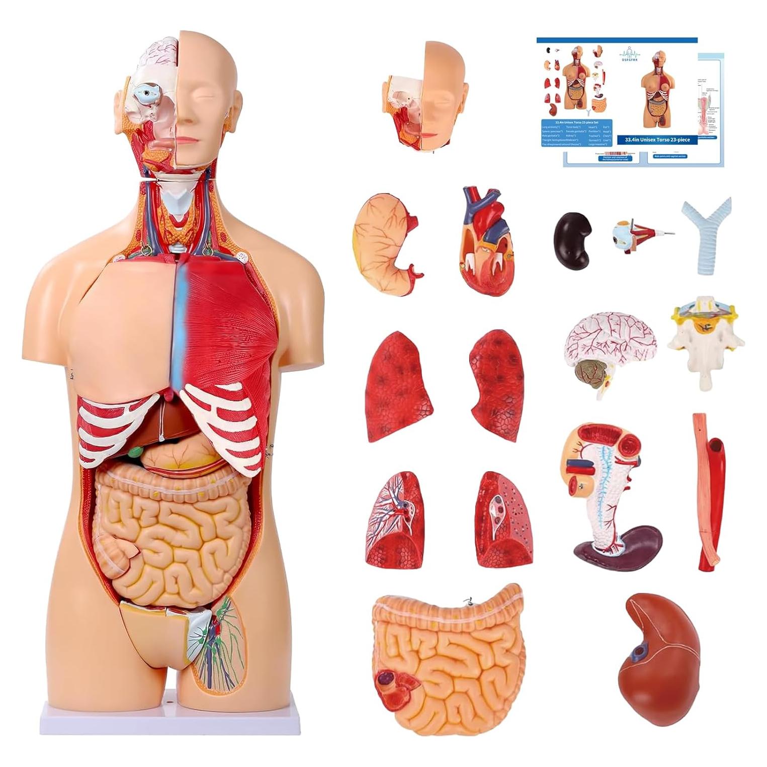 Modelo de Anatomía del Torso Humano 84.8 cm 32 Partes Removibles