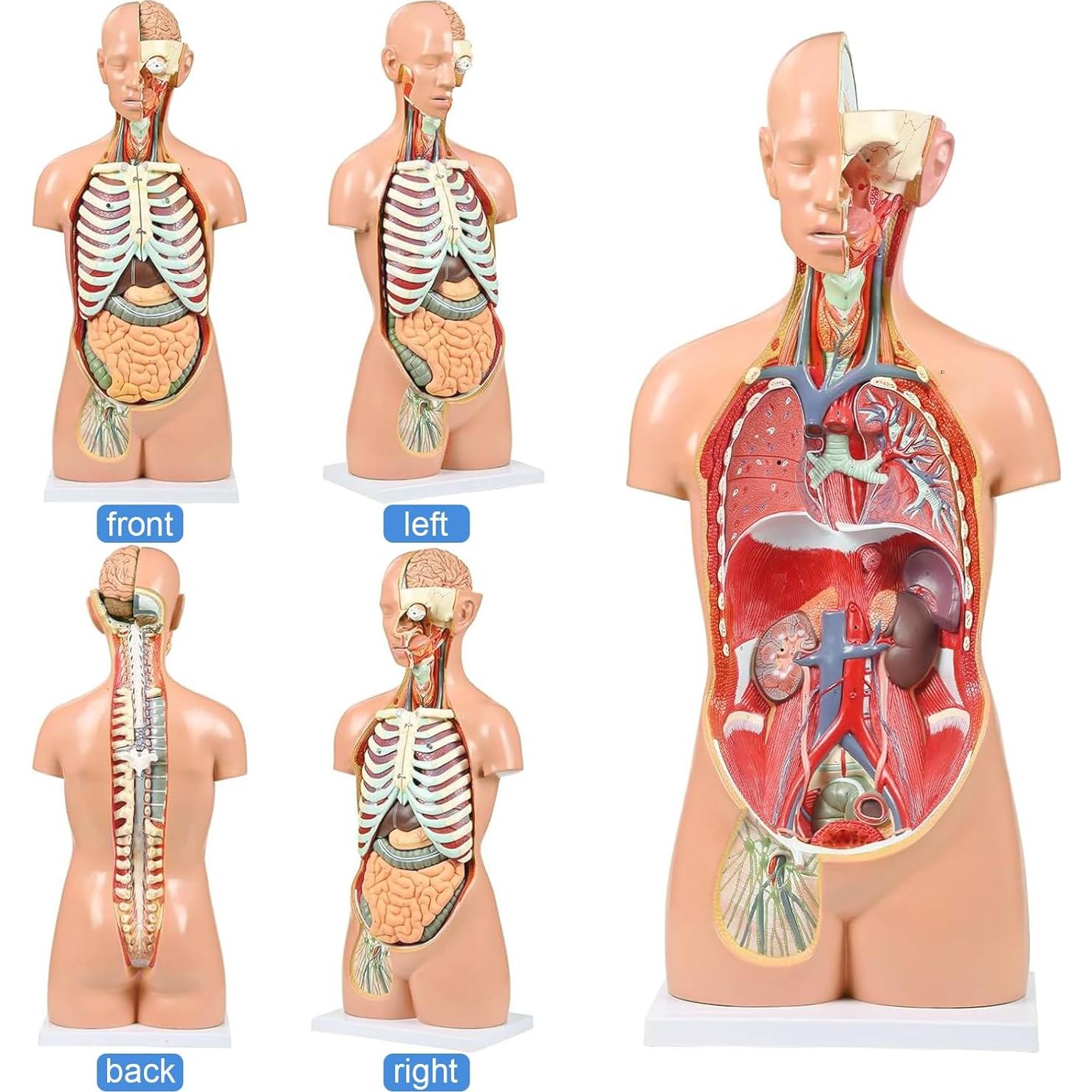 Modelo de Anatomía del Torso Humano 84.8 cm 32 Partes Removibles