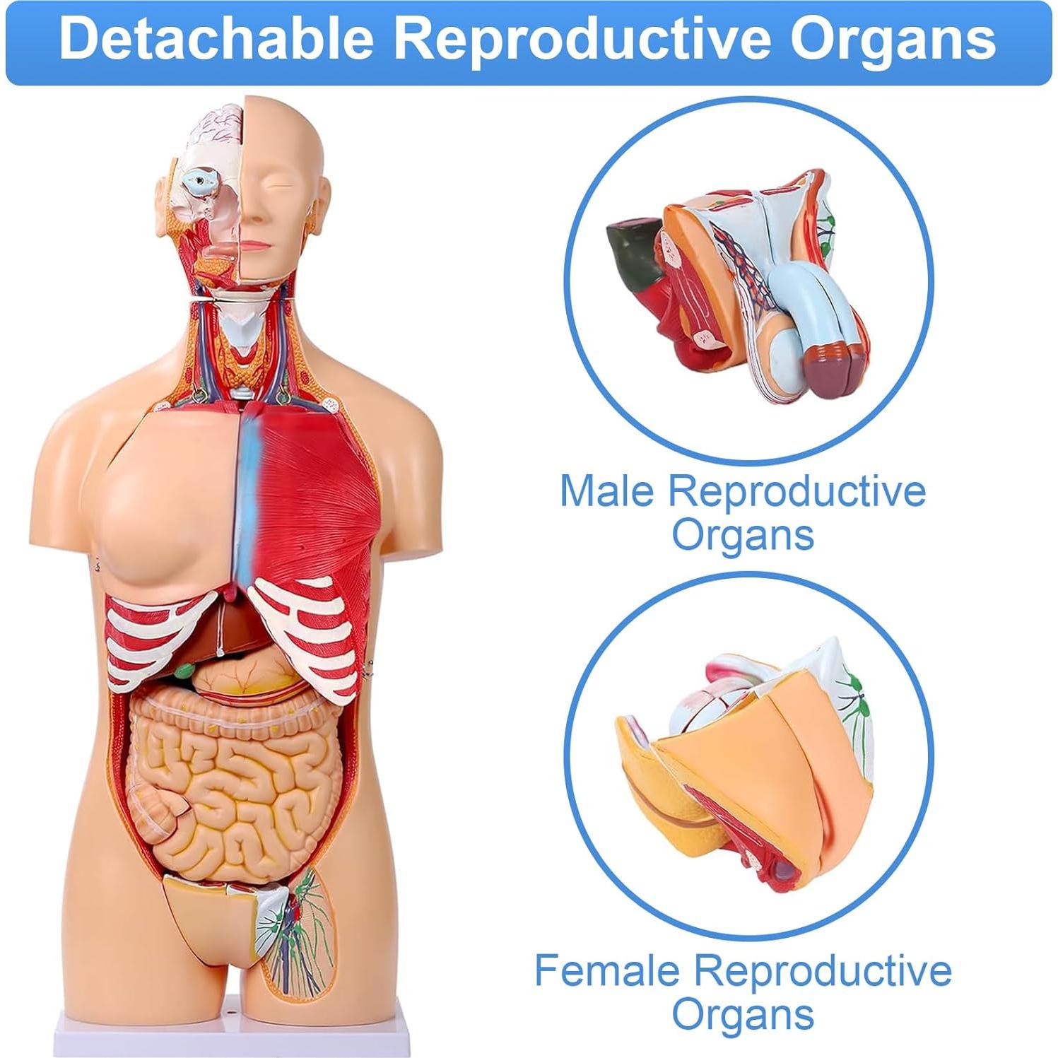 Modelo de Anatomía del Torso Humano 84.8 cm 32 Partes Removibles