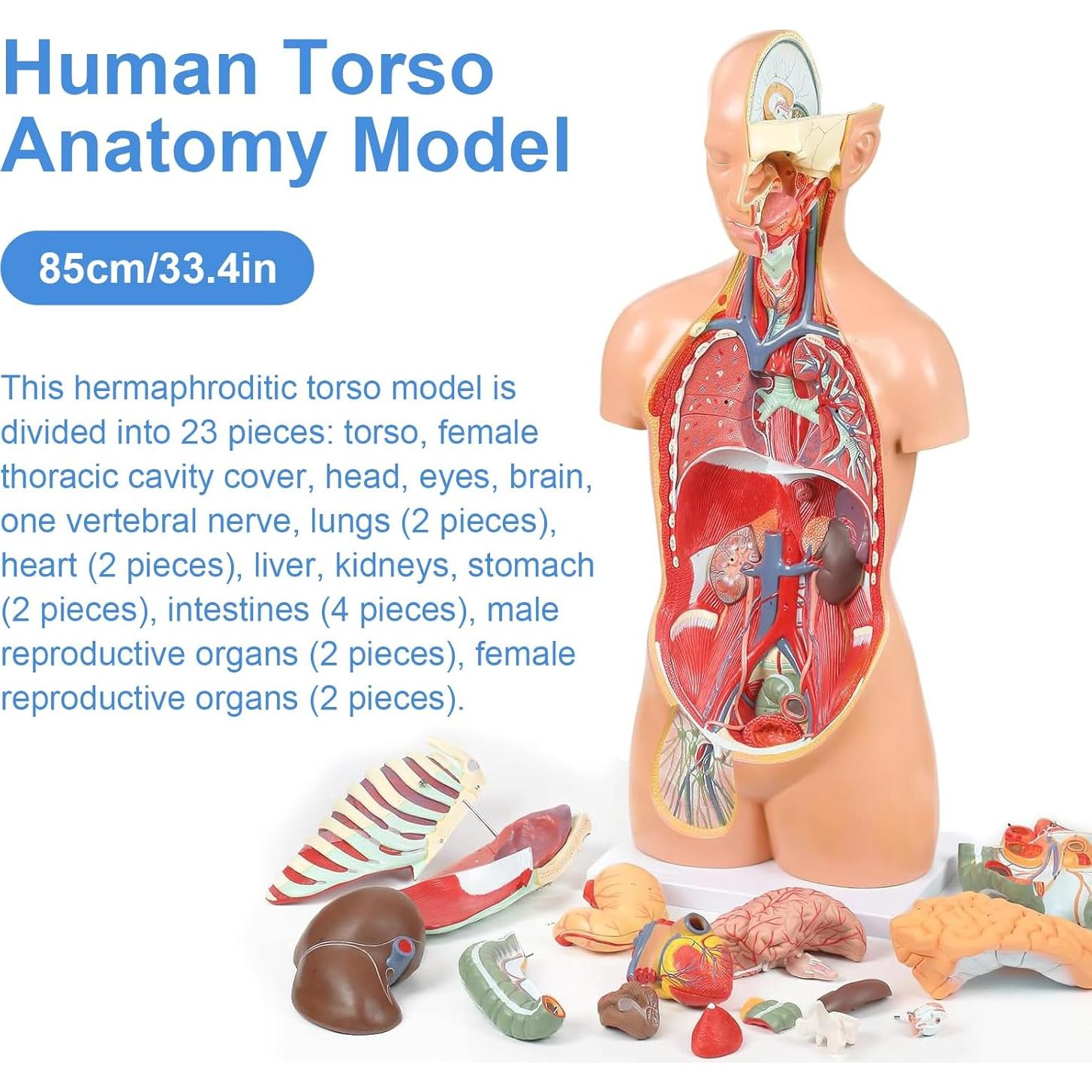 Modelo de Anatomía del Torso Humano 84.8 cm 32 Partes Removibles