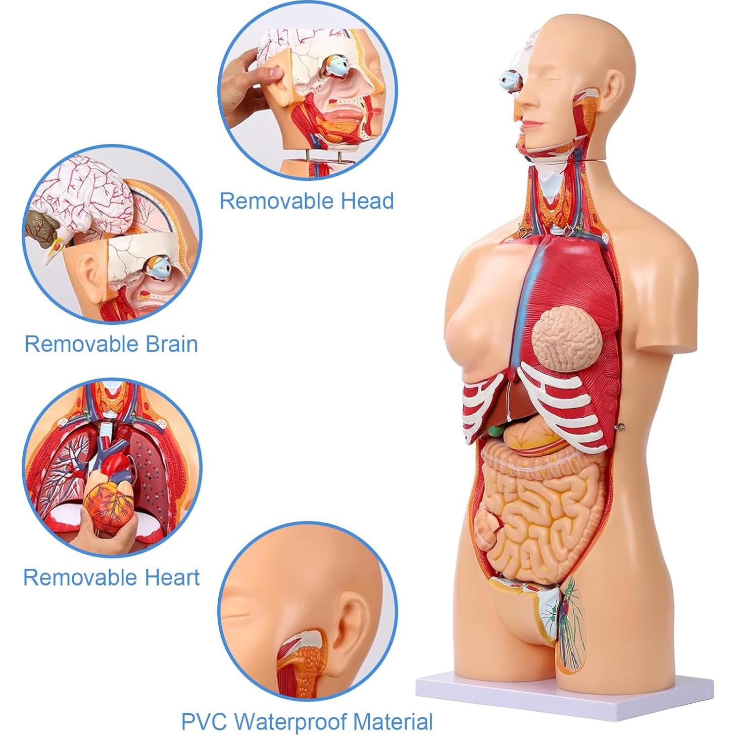 Modelo de Anatomía del Torso Humano 84.8 cm 32 Partes Removibles