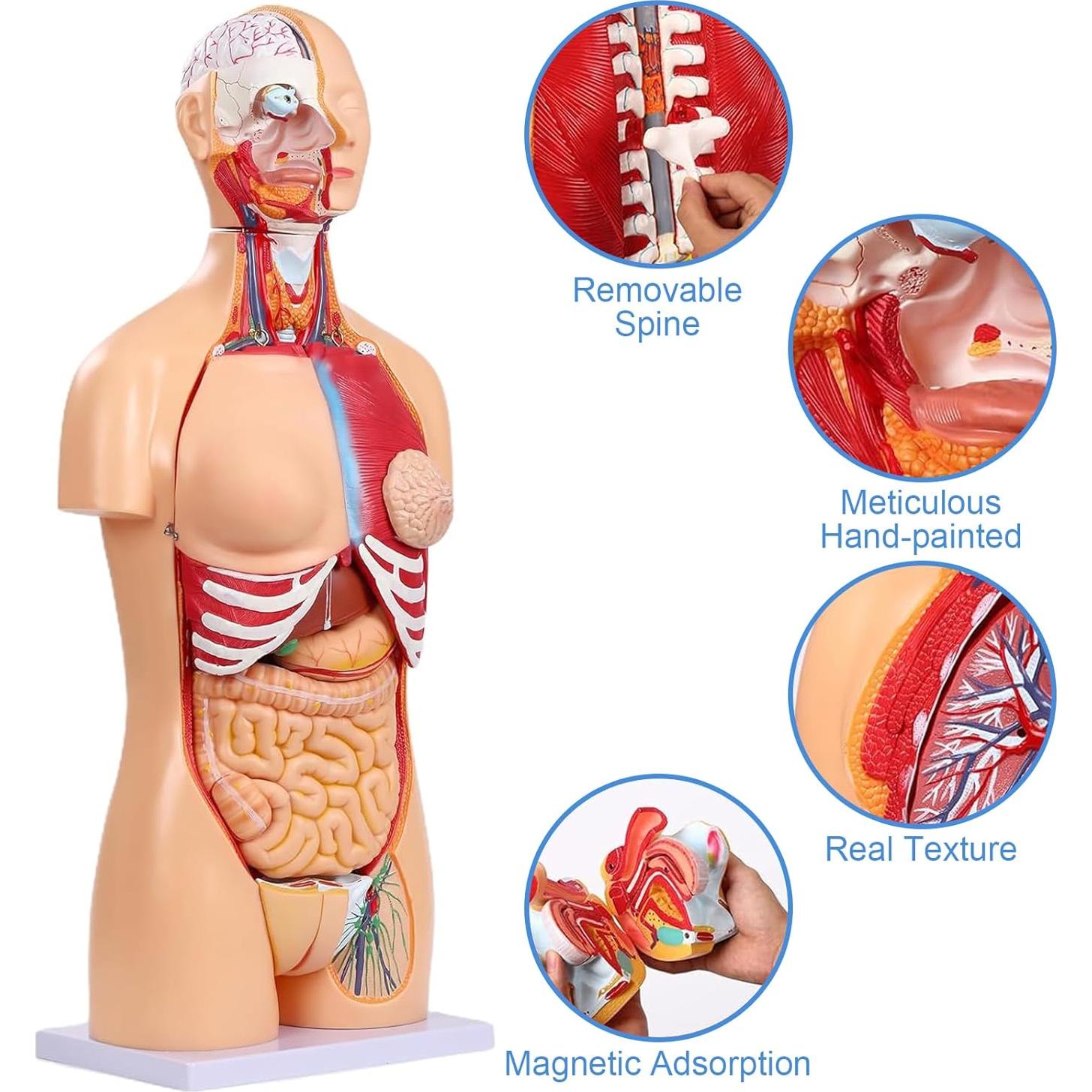 Modelo de Anatomía del Torso Humano 84.8 cm 32 Partes Removibles
