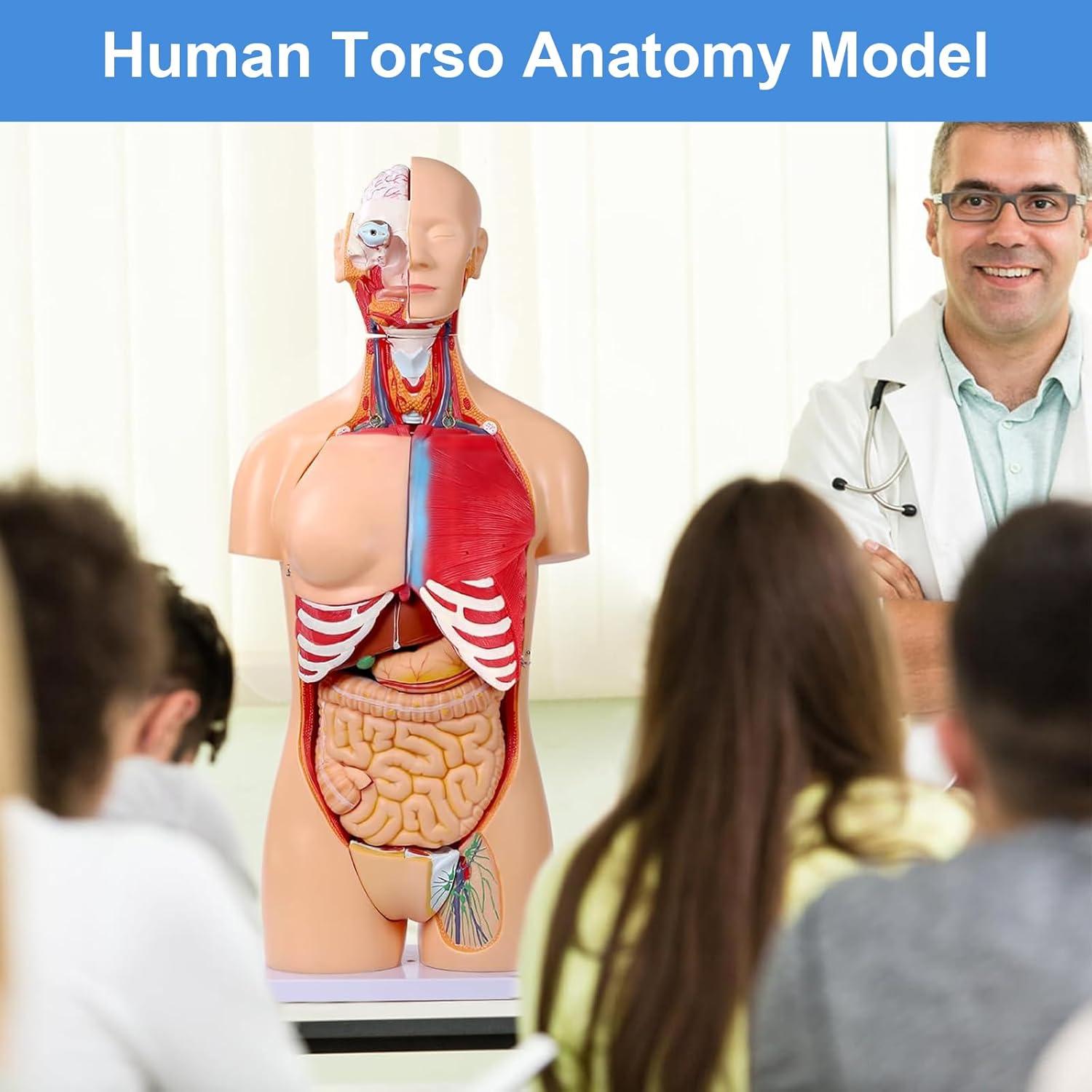 Modelo de Anatomía del Torso Humano 84.8 cm 32 Partes Removibles
