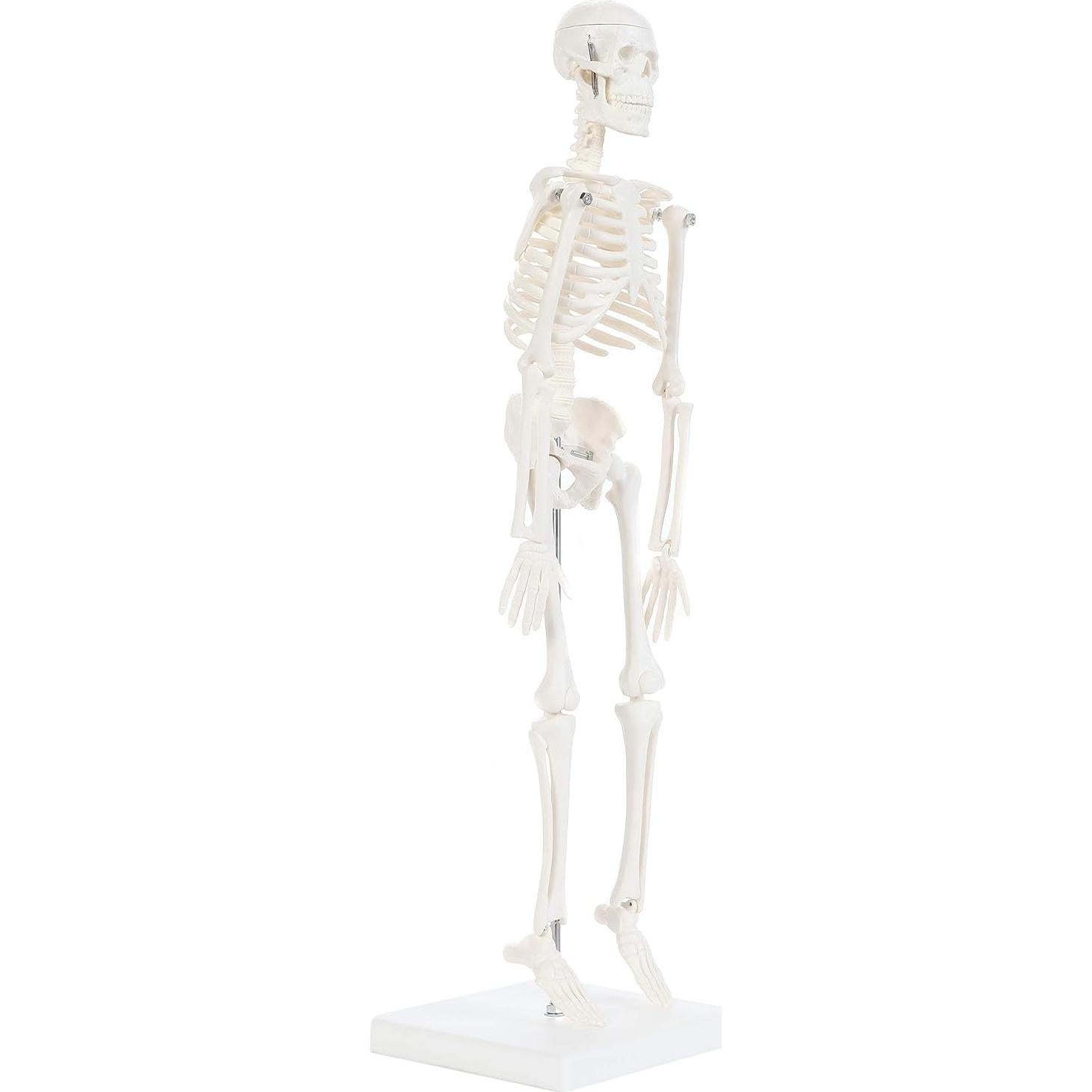 Modelo de Esqueleto Humano 48cm Laboratorio de Anatomía