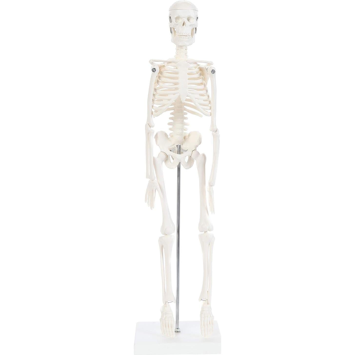 Modelo de Esqueleto Humano 48cm Laboratorio de Anatomía