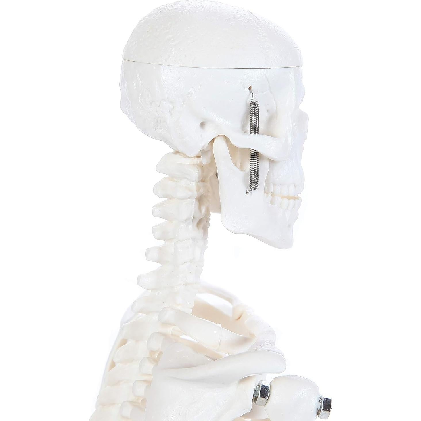 Modelo de Esqueleto Humano 48cm Laboratorio de Anatomía